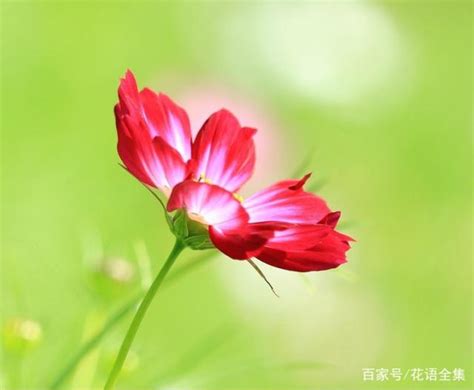 格桑花花語|格桑花花語是什麼，格桑花傳說故事和象徵意義